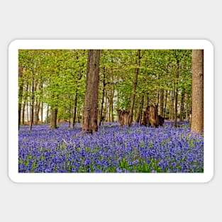 Bluebell Woods Greys Court Oxfordshire UK Sticker